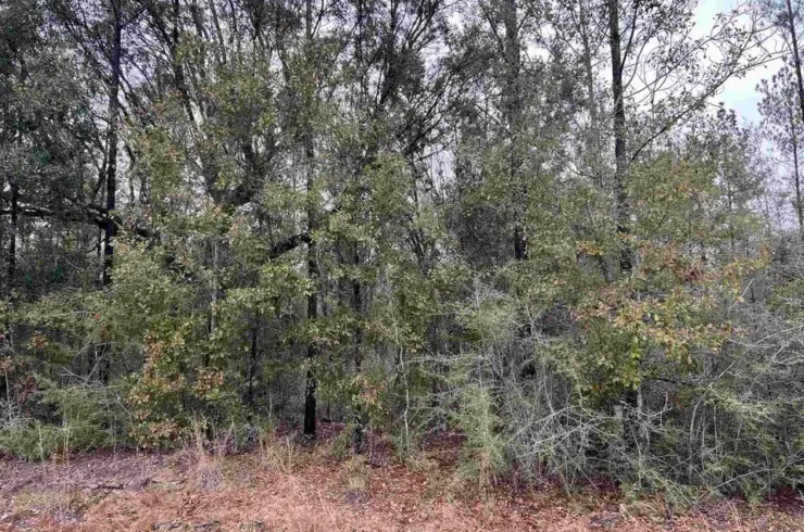 Pond Creek Rd Lot 12